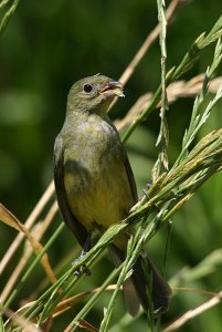 Painted Bunting - Female