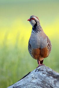 Red legged Partridge