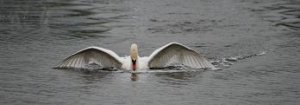 Mute Swan