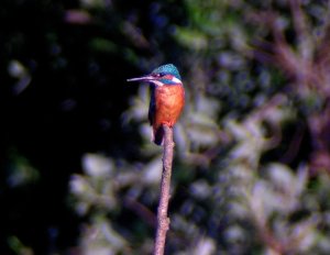 Kingfisher First Shots