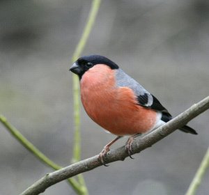 Bullfinch