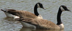 Canada Geese