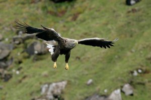 White tailed Sea Eagle