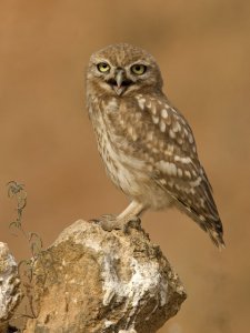 Little Owl 2