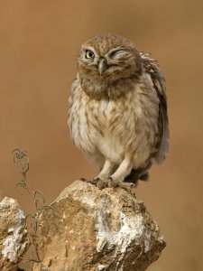 Little Owl 3