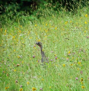 Wild turkey hen in a meadow