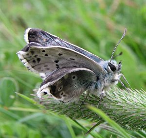 Chalkhill Blue