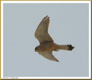 Common Kestrel