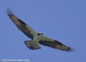 Osprey Flying