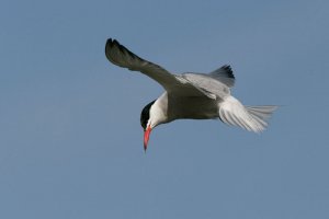 Common Tern