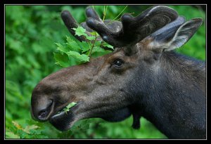 Algonquin Moose
