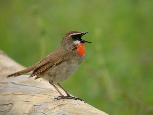 Siberian Rubythroat