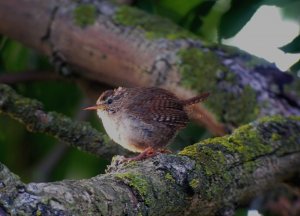 Wren