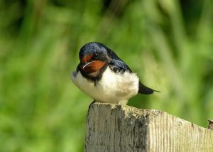 Swallow