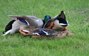 mallard threesome