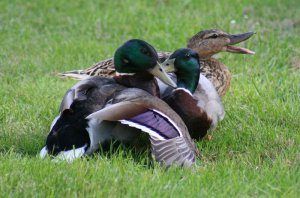 mallard 3 some