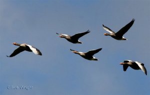 Greylag Geese in flight