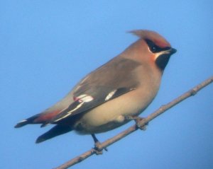 Waxwing