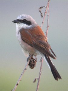 Red-backed Shrike, Slovenia