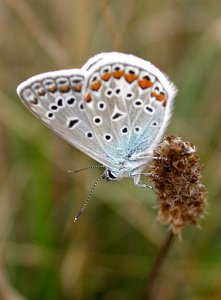 Common Blue, Slovenia