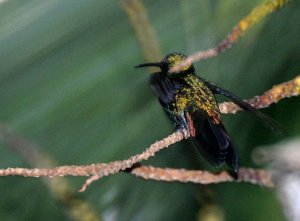 Antillean Mango Hummingbird