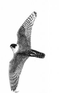 peregrine