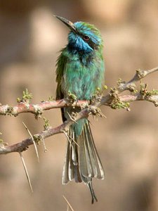 Green Bee-eater, Israel