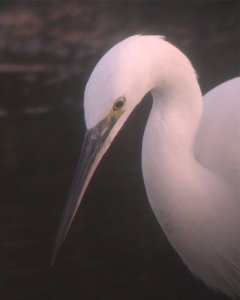 Little Egret