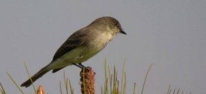 Eastern Phoebe