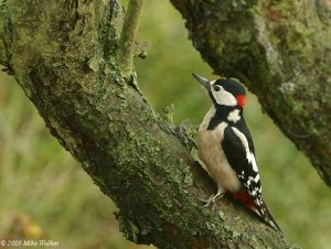 Great Spotted Woodpecker