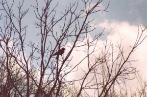 Crow in bare tree