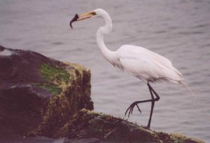 High stepping fisherbird