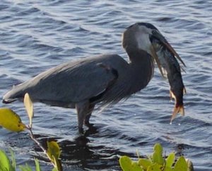 Great Blue Heron with fish