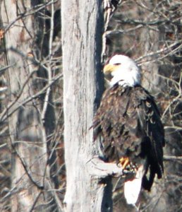 Bald Eagle