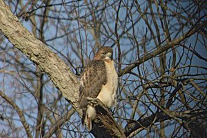 Red-tail Hawk