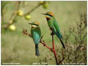 Rainbow Bee-eaters