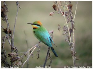 Rainbow Bee-eater