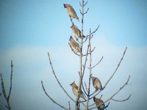 More Waxwings