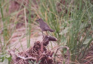 catbird at the beach