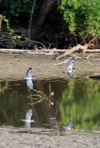 Belted Kingfisher Pair