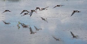 Oystercatchers fly past