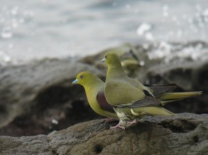 White-bellied Green-Pigeon