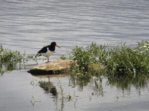 Oystercatcher