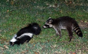 Pending Surprise: Skunk & Young Raccoon