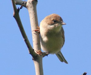 juv? whitethroat