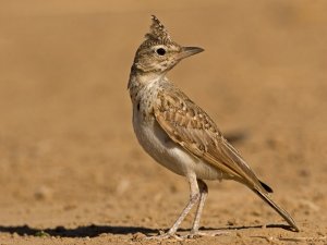 Crested Lark