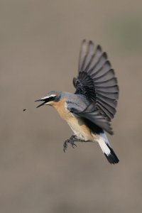 Wheatear