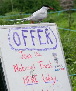 oi..!   ...what about us terns!...