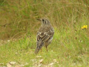 Juvenile mistle thrush