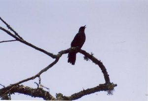 Singing Catbird